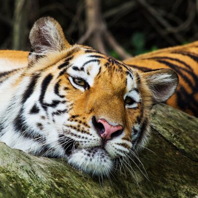 Gouden tijger met gesloten ogen