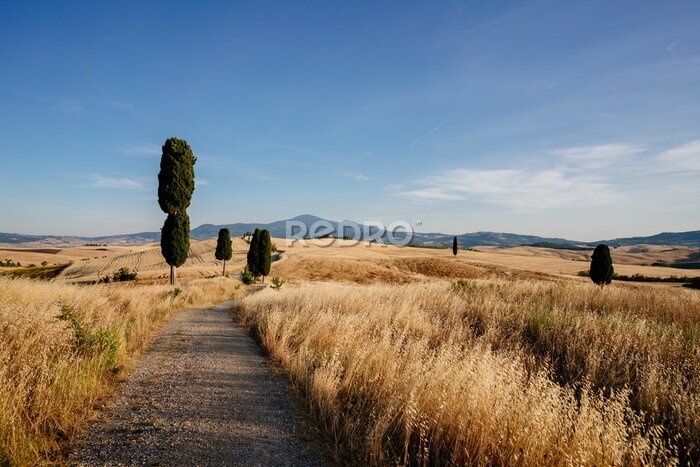 Fotobehang Gouden velden in Toscane