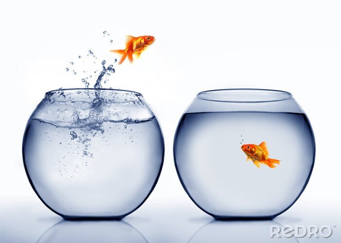 Fotobehang goudvis uit het water springen