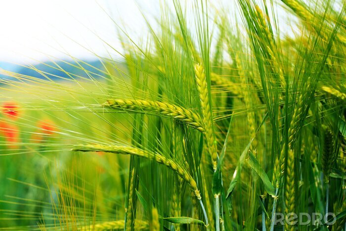 Fotobehang Graan en natuur