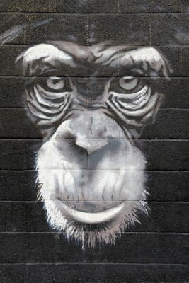 Fotobehang Graffiti 3D met aap