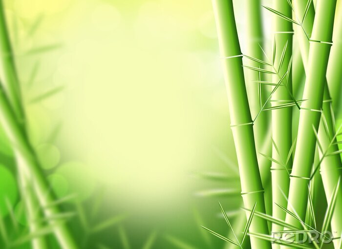 Fotobehang Grafische bamboescheuten