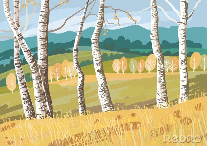 Fotobehang Grafische berken op een veld