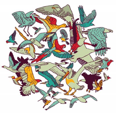 Grafische voorstelling van verschillende vogels