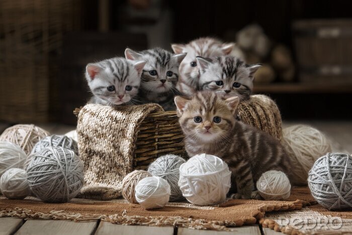 Fotobehang Grappige katten met wollen garens