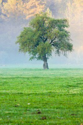 Fotobehang Gras boom en mist