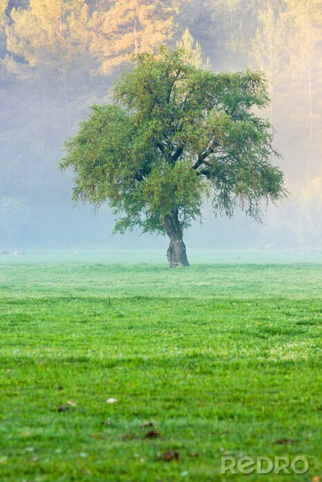 Fotobehang Gras boom en mist