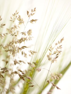 Fotobehang Gras en akkerplanten