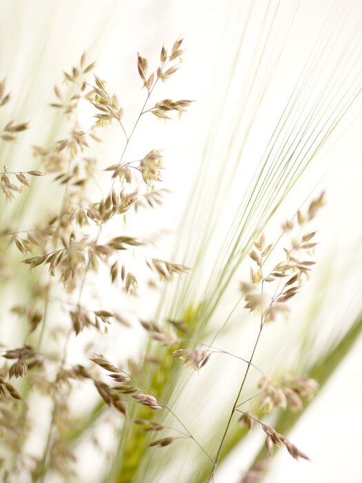 Fotobehang Gras en akkerplanten