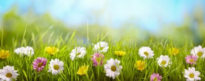 Fotobehang Gras en kleurrijke bloemen
