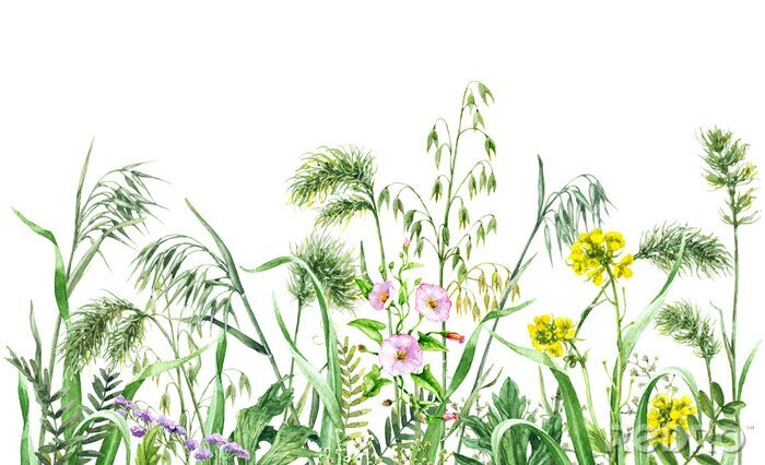 Fotobehang Gras en veldbloemen