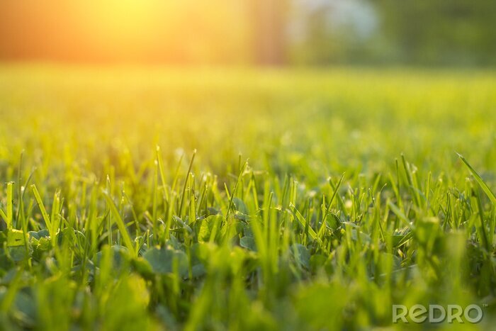 Fotobehang Gras in close-up bij zonsondergang