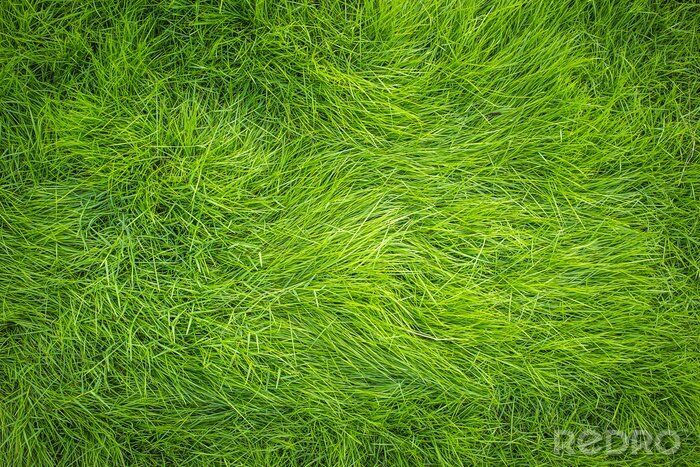 Fotobehang Gras in de wind