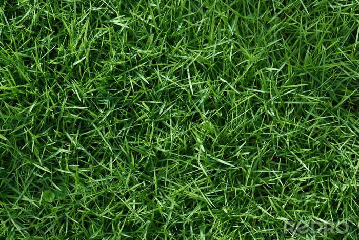 Fotobehang Gras in macro weergave