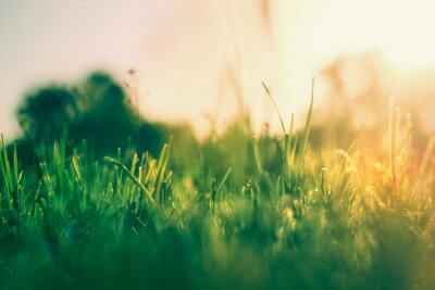 Fotobehang Gras in zonnestralen