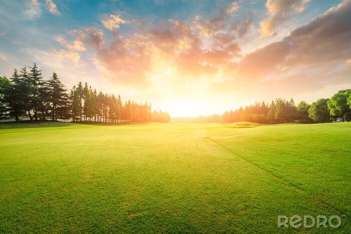 Fotobehang Gras met achtergrond van zonsondergang