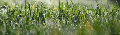 Fotobehang Gras met dauw in de zon