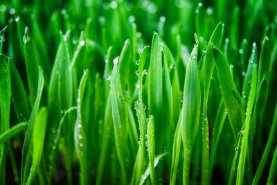 Fotobehang Gras met dauw in macro weergave