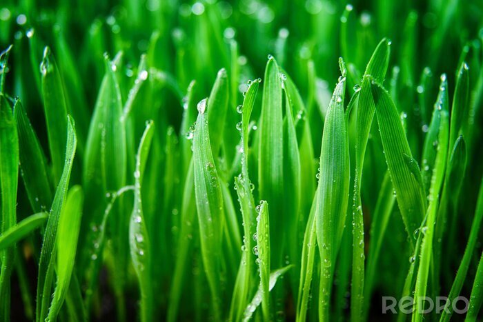 Fotobehang Gras met dauw in macro weergave