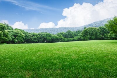 Fotobehang Gras op een bergachtergrond