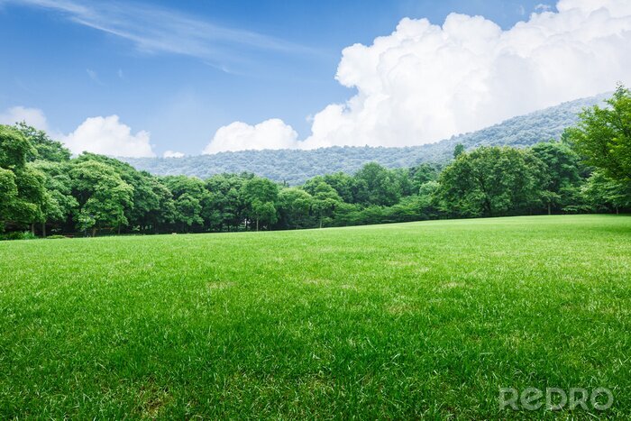 Fotobehang Gras op een bergachtergrond