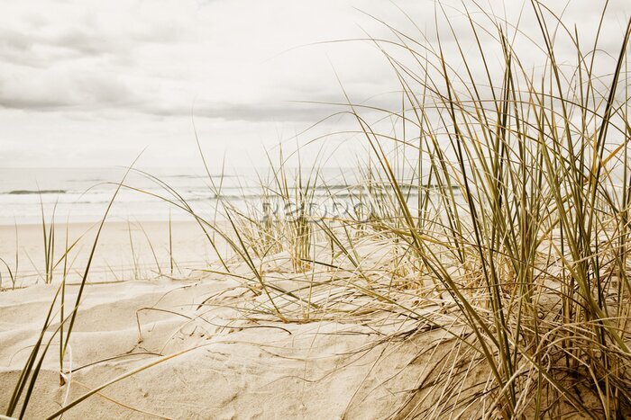 Fotobehang Gras op een zandstrand