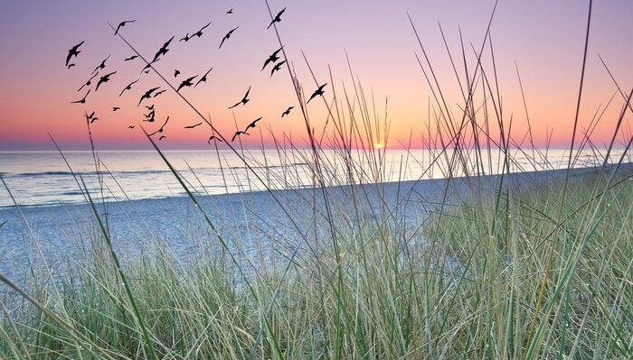 Fotobehang Gras, strand en zee