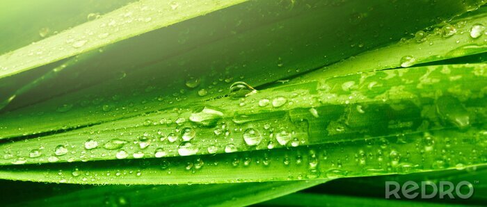 Fotobehang grass leaf with water drops