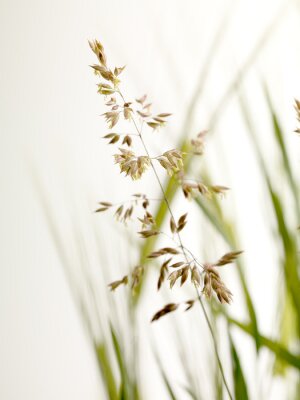 Fotobehang Grassen als natuur