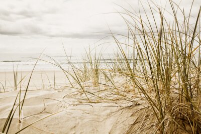Fotobehang Grassen op een zandstrand zee landschap