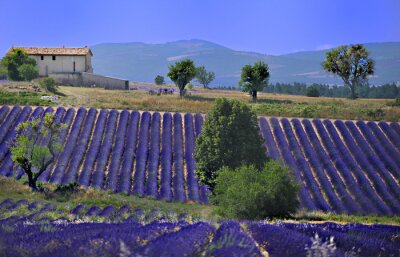 Grasvelden en lavendel bij een boerderij