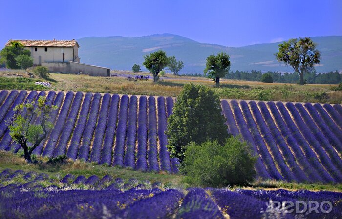 Fotobehang Grasvelden en lavendel bij een boerderij