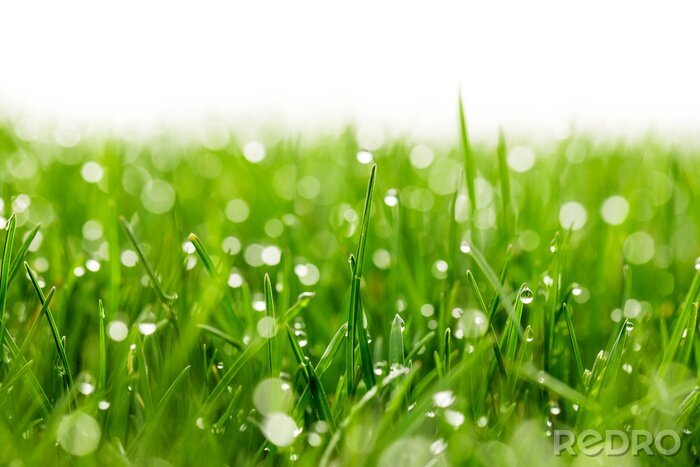 Fotobehang green grass with water drops
