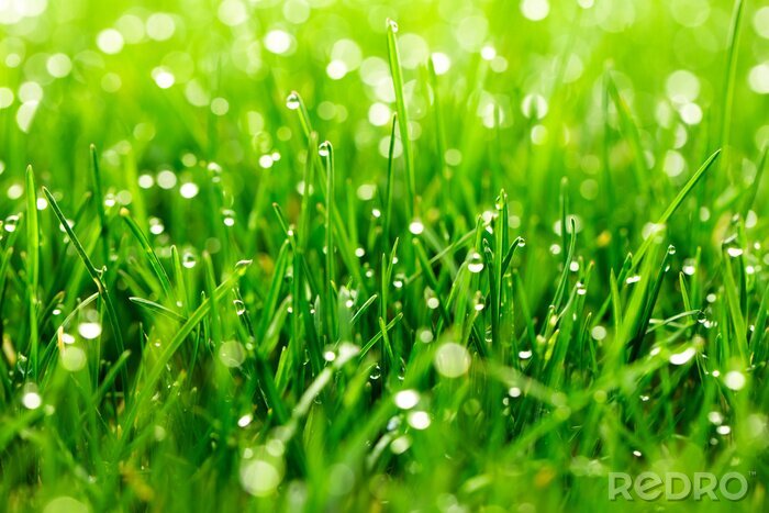 Fotobehang Green grass with water drops in sunlight