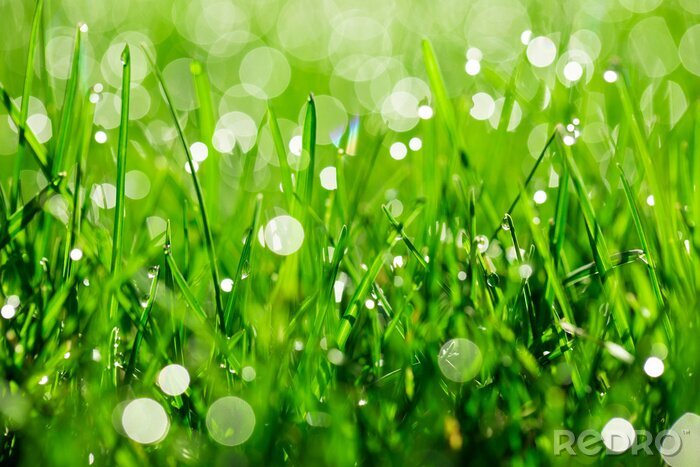 Fotobehang green grass with water drops in sunlight