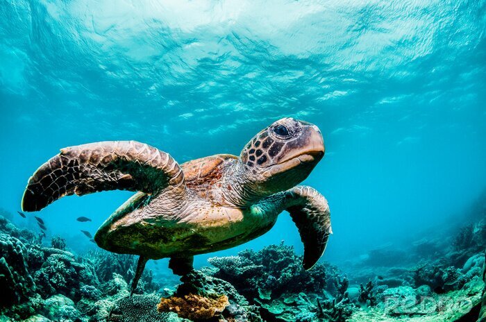 Fotobehang Green sea turtle swimming among colorful coral reef in beautiful clear water