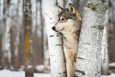 Fotobehang Grey Wolf (Canis lupus) Tussen bomen Links kijkend