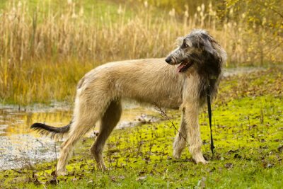 Fotobehang Greyhound aan de rand van het meer