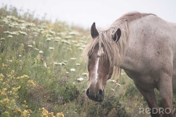 Fotobehang Greyhound tussen bloemen