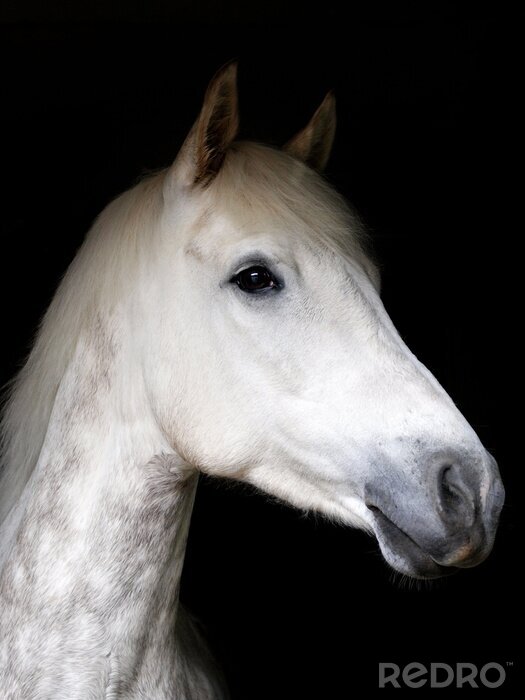 Fotobehang Grijs paard in de schaduw