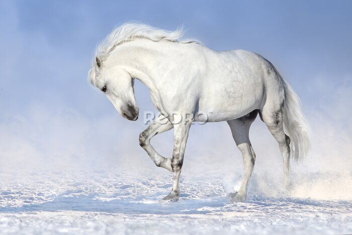 Fotobehang Grijs paard in de sneeuw