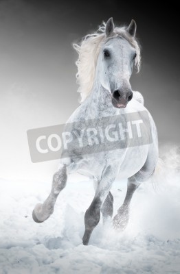Fotobehang Grijs paard loopt door de sneeuw