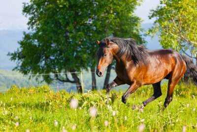 Fotobehang Grijs paard loopt door een weide