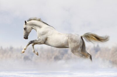 Fotobehang Grijs paard met wuivende staart