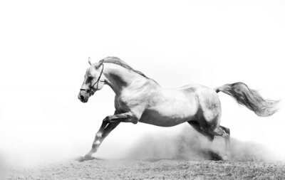 Fotobehang Grijs paard op de lichte achtergrond