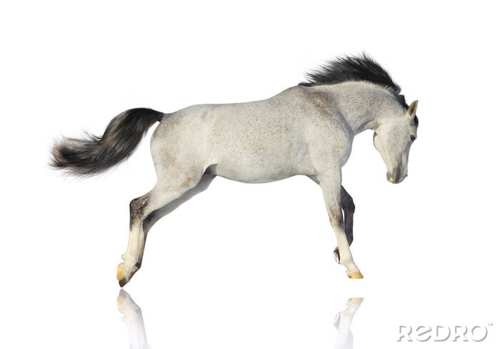 Fotobehang Grijs paard op witte achtergrond