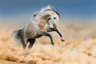 Grijs paard sprong in het stof