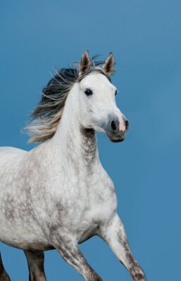 Grijs paard tegen een blauwe lucht