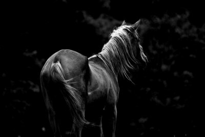 Fotobehang Grijs silhouet van paarden