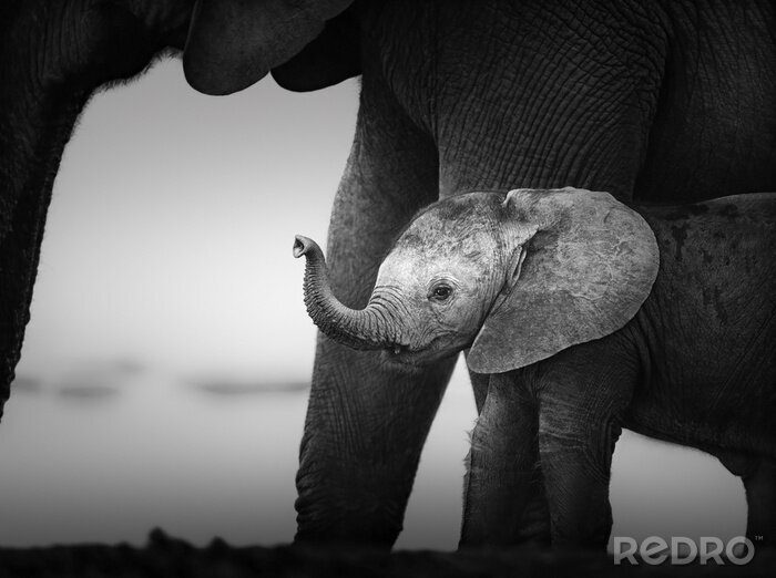 Fotobehang Grijs thema met kleine safari dieren